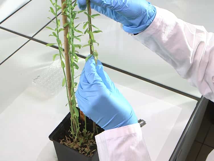 Visualizing Lignification Dynamics in Plants with Click Chemistry: Dual Labeling is BLISS!