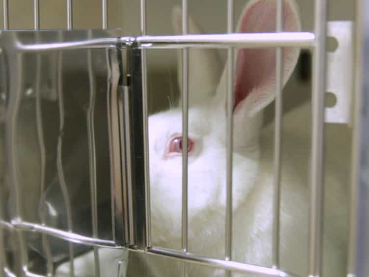 An Experimental Model of Diet-Induced Metabolic Syndrome in Rabbit: Methodological Considerations, Development, and Assessment