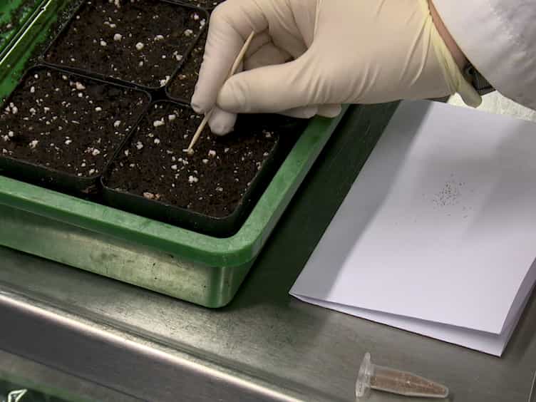 Analysis of Arabidopsis thaliana Growth Behavior in Different Light Qualities