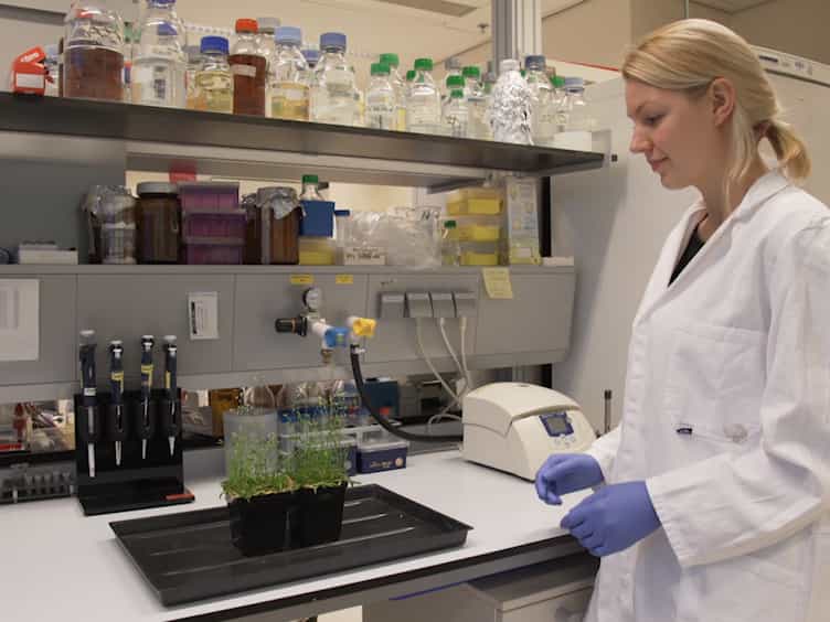 Generating Transgenic Plants with Single-copy Insertions Using BIBAC-GW Binary Vector