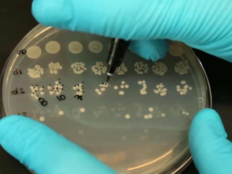 Bile Salt-induced Biofilm Formation in Enteric Pathogens: Techniques for Identification and Quantification