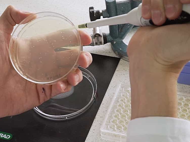 Testing the Role of Multicopy Plasmids in the Evolution of Antibiotic Resistance