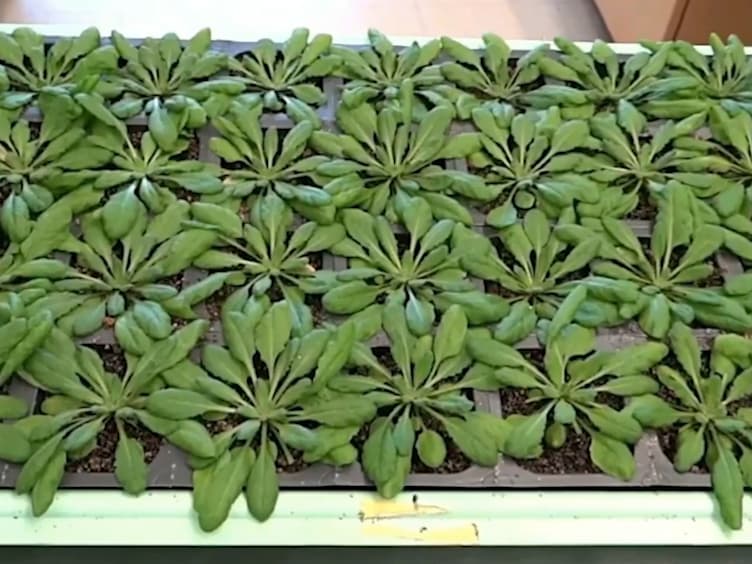 Stomata Tape-Peel: An Improved Method for Guard Cell Sample Preparation