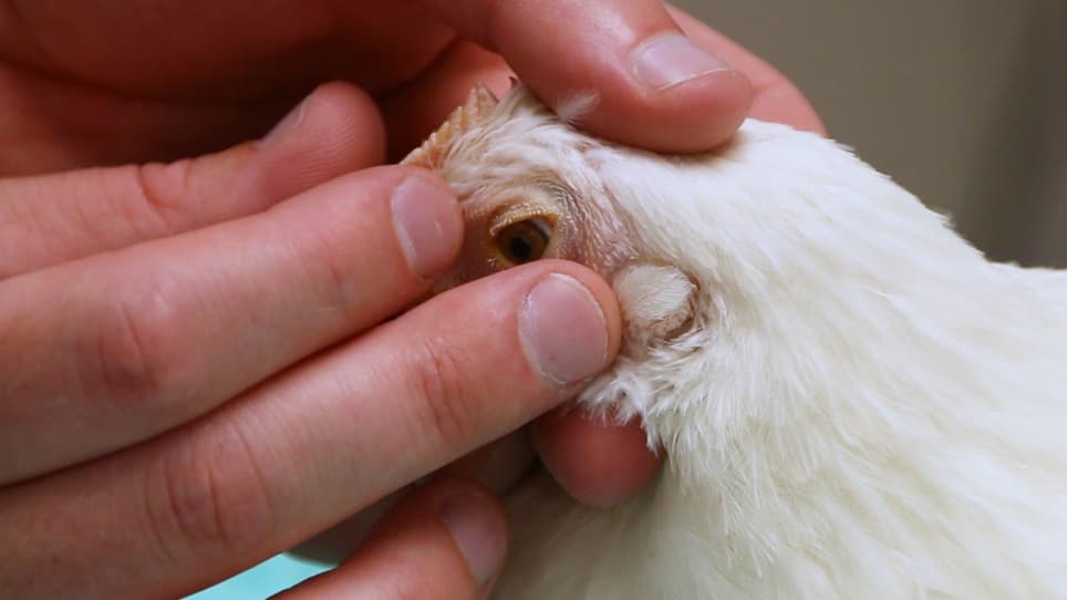 A Ligated Intestinal Loop Model in Anesthetized Specific Pathogen Free Chickens to Study Clostridium Perfringens Virulence
