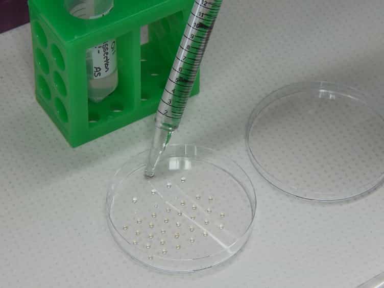 Investigating Teliospore Germination Using Microrespiration Analysis and Microdissection