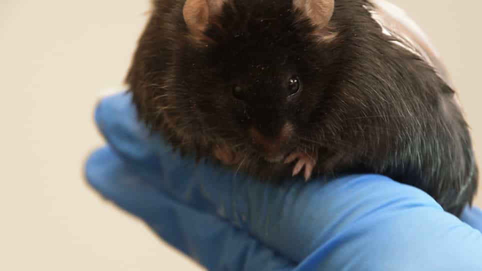 Protocol to Create Chronic Wounds in Diabetic Mice