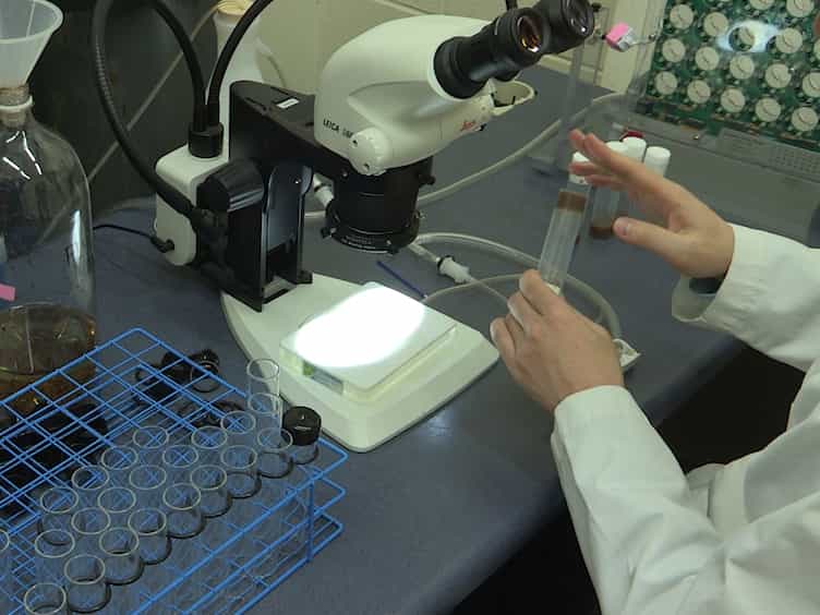 Measuring Exercise Levels in Drosophila melanogaster Using the Rotating Exercise Quantification System REQS