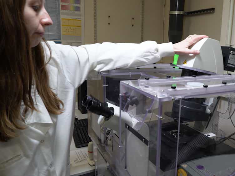 Long-term In Vivo Tracking of Inflammatory Cell Dynamics Within Drosophila Pupae