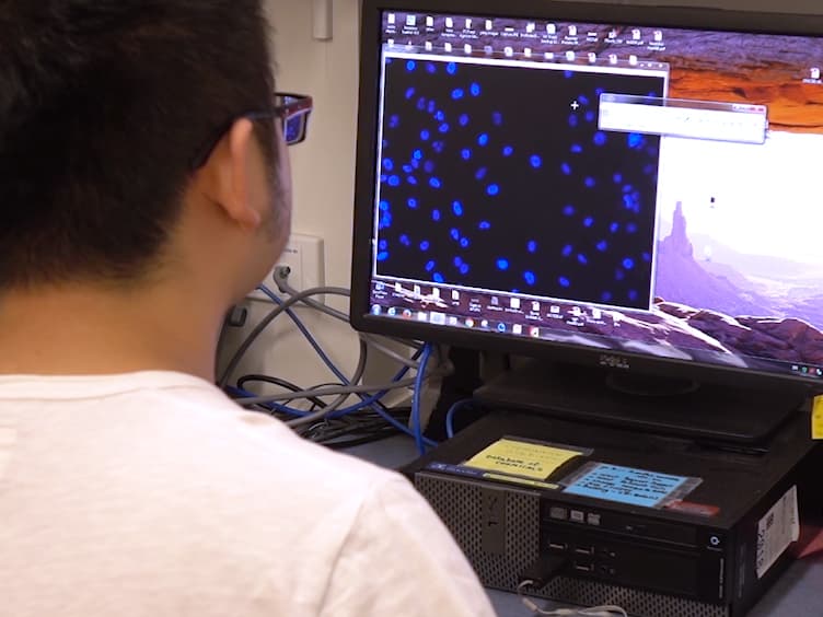 Live Cell Imaging of the TGF- β/Smad3 Signaling Pathway <em>In Vitro</em> and <em>In Vivo</em> Using an Adenovirus Reporter System