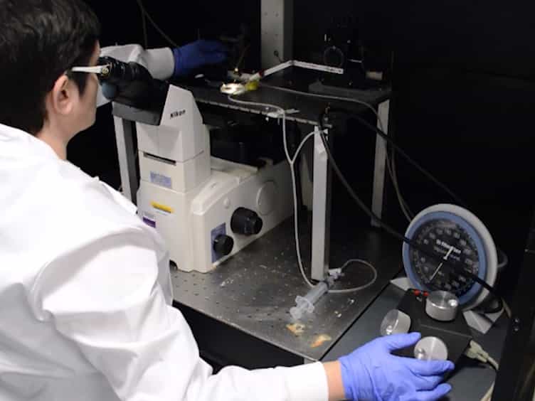 Isolation of Retinal Arterioles for Ex Vivo Cell Physiology Studies