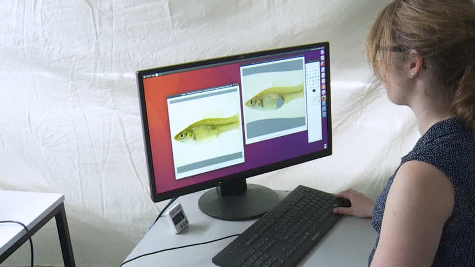 Using the FishSim Animation Toolchain to Investigate Fish Behavior: A Case Study on Mate-Choice Copying In Sailfin Mollies