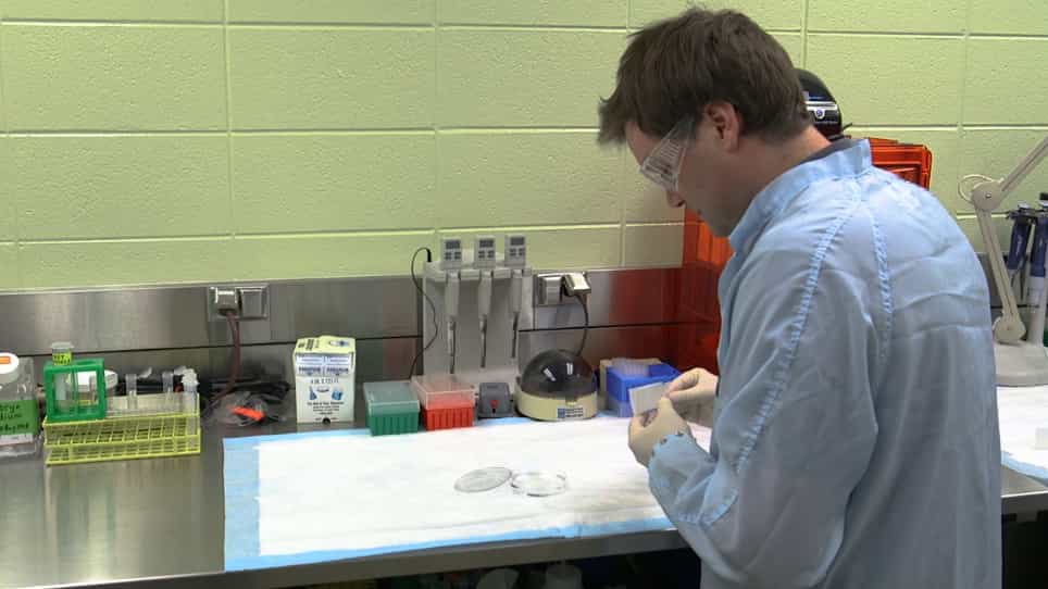High-throughput Measurement of Gut Transit Time Using Larval Zebrafish