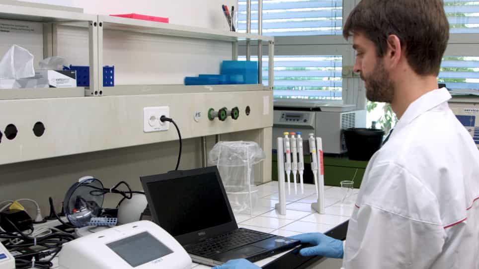 A Loop-mediated Isothermal Amplification LAMP Assay for Rapid Identification of Bemisia tabaci