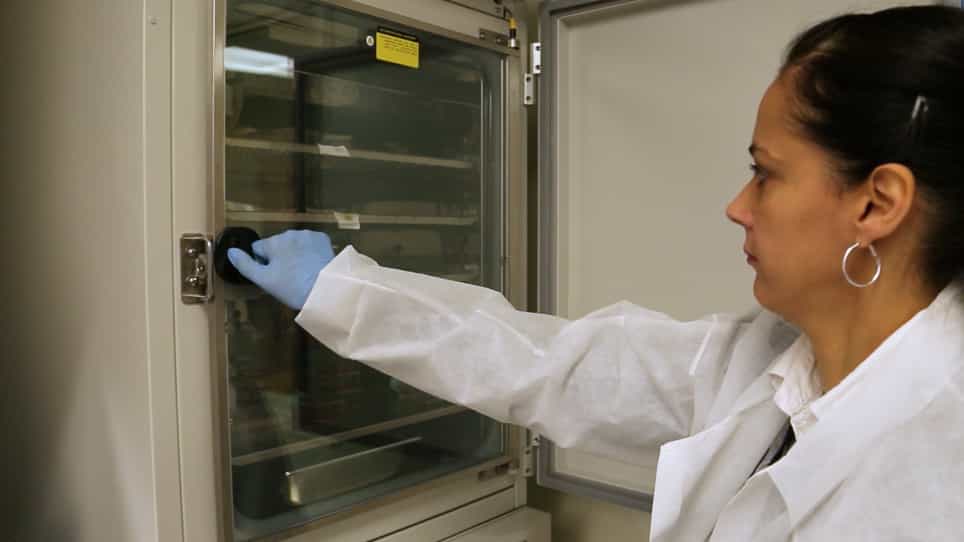 Quantification of Antibody-dependent Enhancement of the Zika Virus in Primary Human Cells
