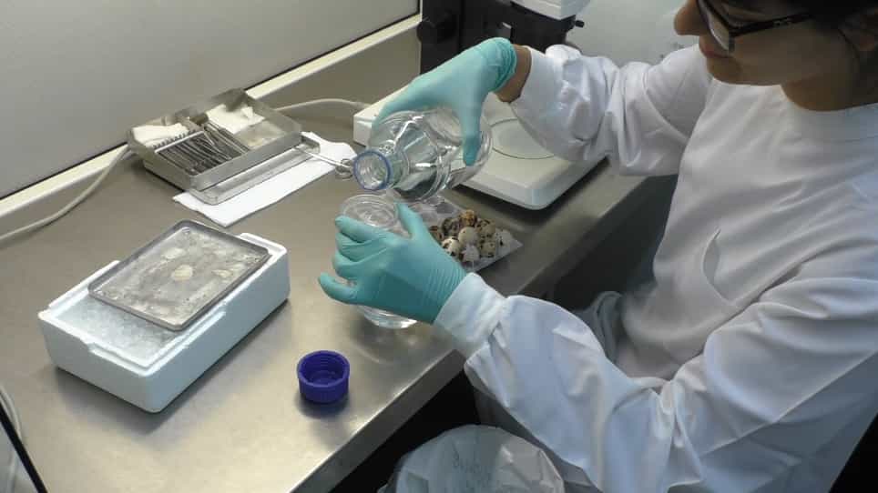 Isolation of Embryonic Tissues and Formation of Quail-Chicken Chimeric Organs Using The Thymus Example
