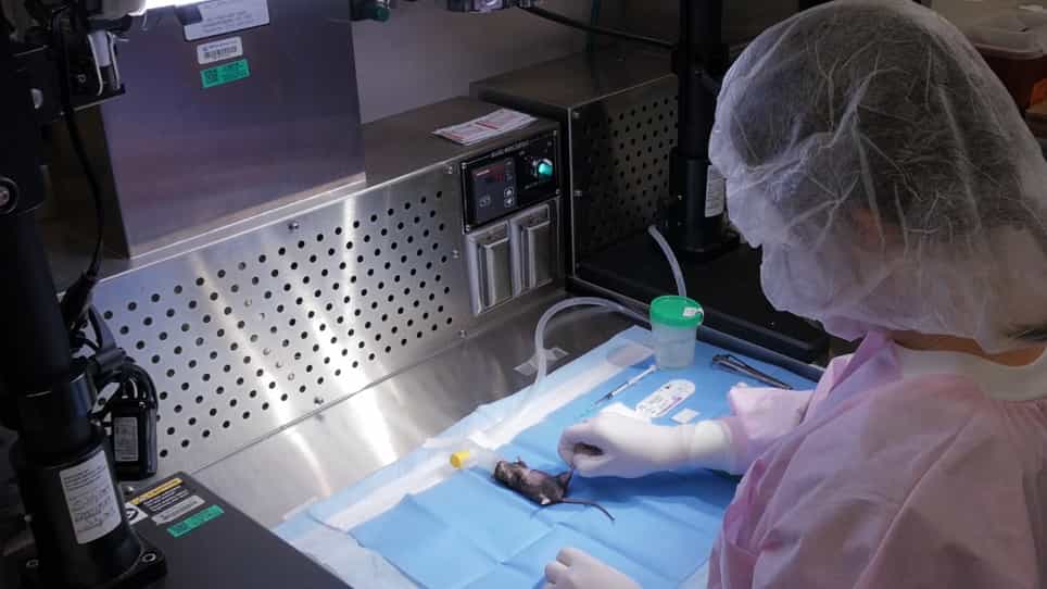 Incorporation of a Survivable Liver Biopsy Procedure in Mice to Assess Non-alcoholic Steatohepatitis (NASH) Resolution