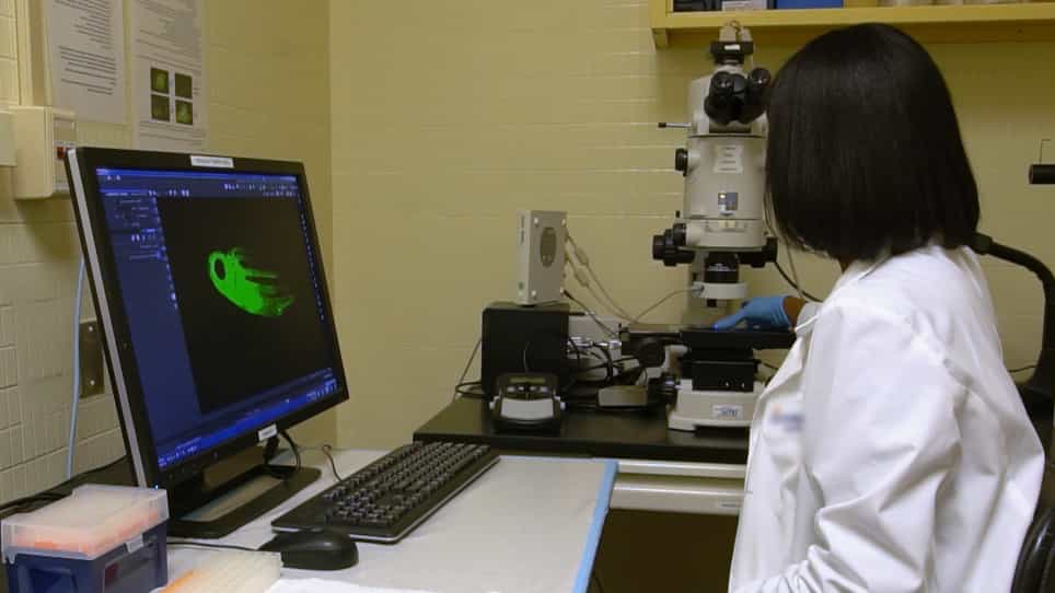 Isolating Malignant and Non-Malignant B Cells from lck:eGFP Zebrafish