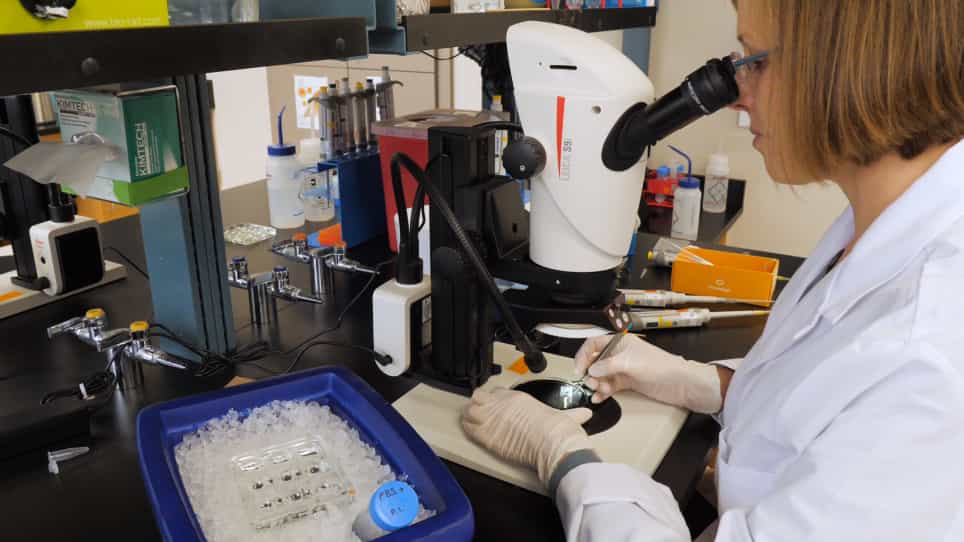 Dissection of the Drosophila Pupal Retina for Immunohistochemistry, Western Analysis, and RNA Isolation