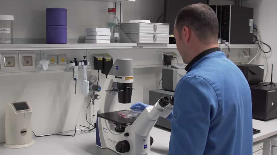 Tissue Collection of Bats for -Omics Analyses and Primary Cell Culture