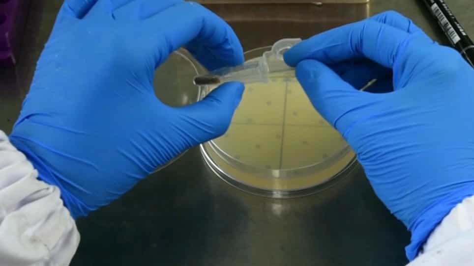 Shootward Movement of CFDA Tracer Loaded in the Bottom Sink Tissues of Arabidopsis