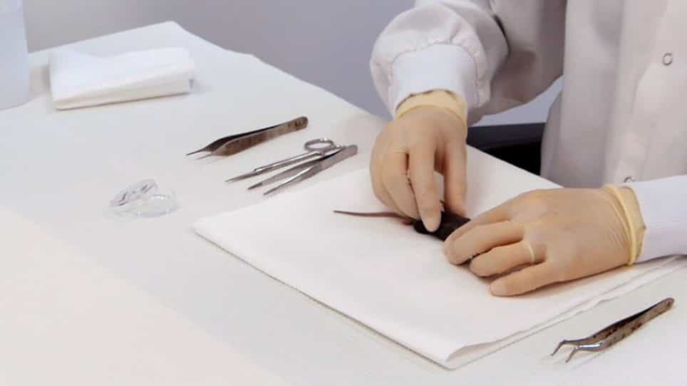 Preparation of Whole Bone Marrow for Mass Cytometry Analysis of Neutrophil-lineage Cells