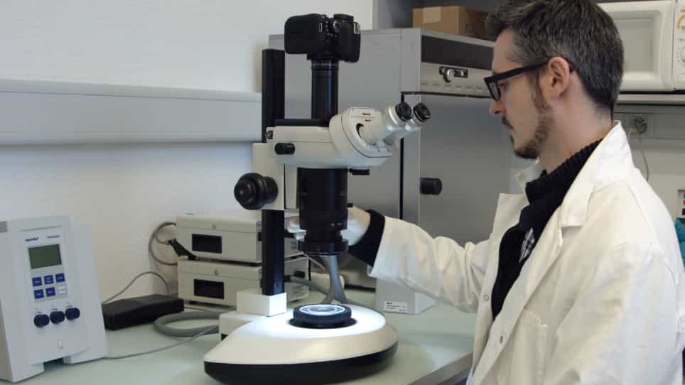 Intrathoracic Injection for the Study of Adult Zebrafish Heart