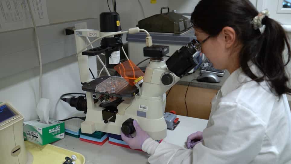 In Vitro Assay to Study Tumor-macrophage Interaction