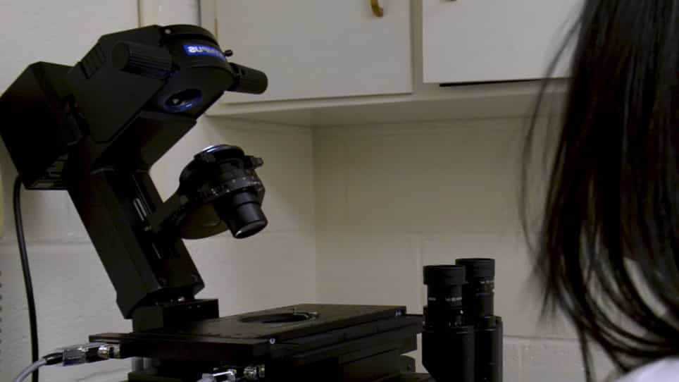 Use of Drosophila S2 Cells for Live Imaging of Cell Division
