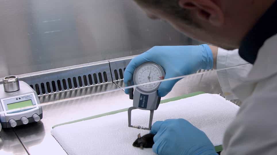 Infecting Mice with Malassezia spp. to Study the Fungus-Host Interaction