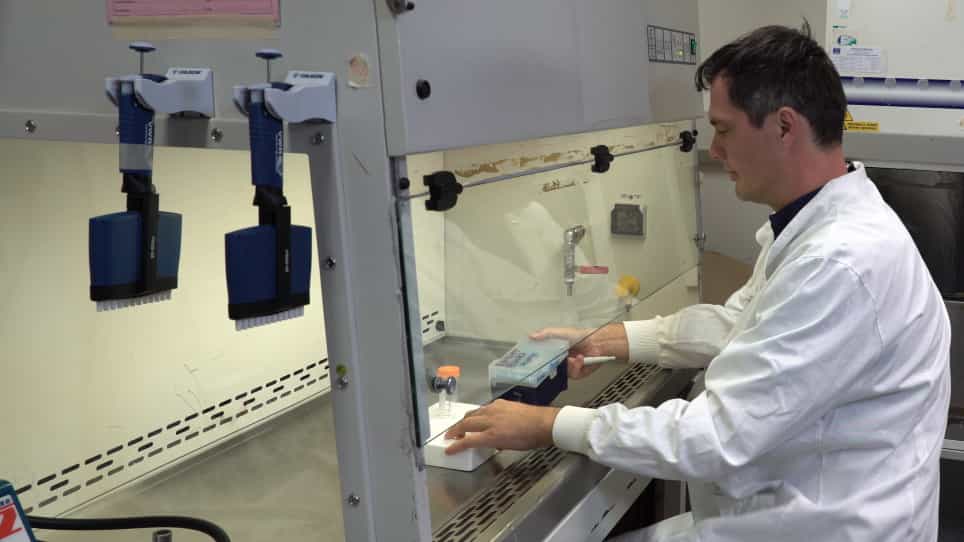 Measuring Microbial Mutation Rates with the Fluctuation Assay