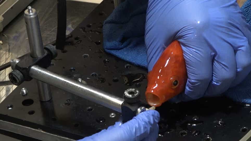 Wireless Electrophysiological Recording of Neurons by Movable Tetrodes in Freely Swimming Fish