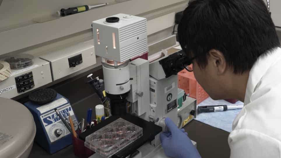 Efficient Neural Differentiation using Single-Cell Culture of Human Embryonic Stem Cells