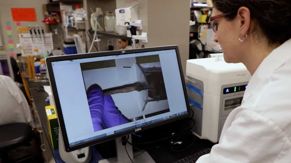 Assessment of Acute Wound Healing using the Dorsal Subcutaneous Polyvinyl Alcohol Sponge Implantation and Excisional Tail Skin Wound Models.