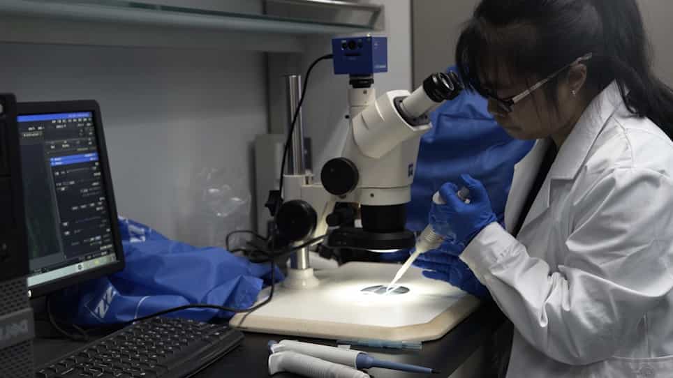 Localization and Quantification of Begomoviruses in Whitefly Tissues by Immunofluorescence and Quantitative PCR