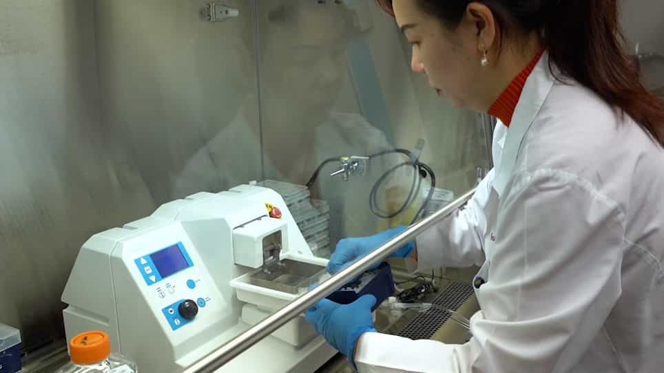Slicing and Culturing Pig Hearts under Physiological Conditions