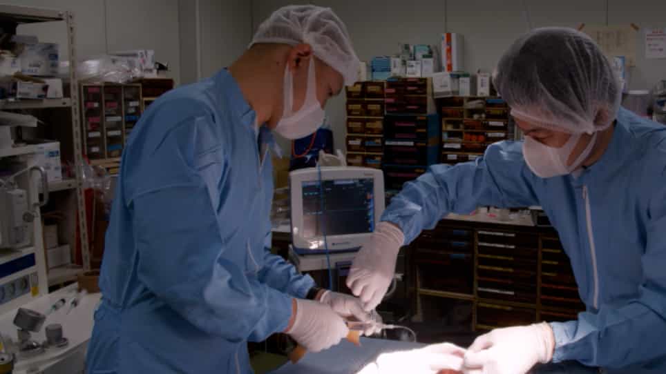 A Rabbit Venous Interposition Model Mimicking Revascularization Surgery using Vein Grafts to Assess Intimal Hyperplasia under Arterial Blood Pressure