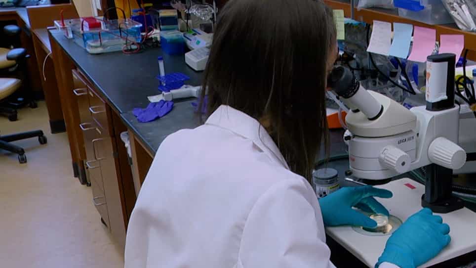 Measuring RAN Peptide Toxicity in C. elegans
