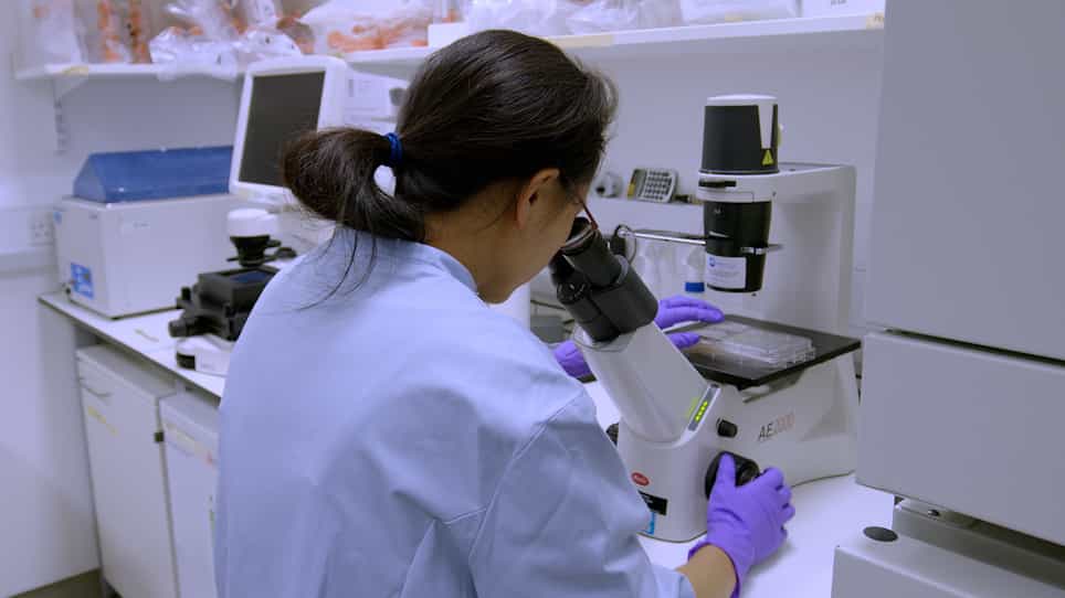 Introducing Point Mutations into Human Pluripotent Stem Cells Using Seamless Genome Editing