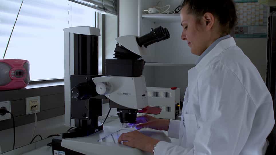 In Vivo Quantification of Protein Turnover in Aging C. Elegans using Photoconvertible Dendra2