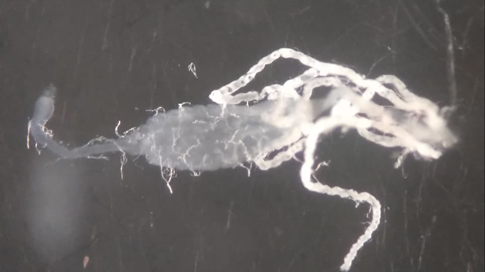 A Bacterial Oral Feeding Assay with Antibiotic-Treated Mosquitoes