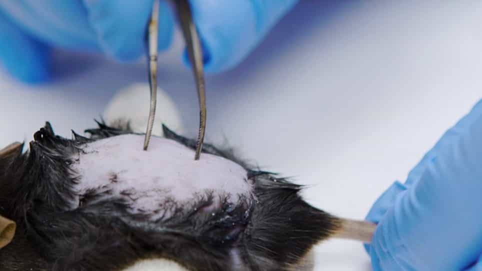 A Mouse Model of Lumbar Spine Instability