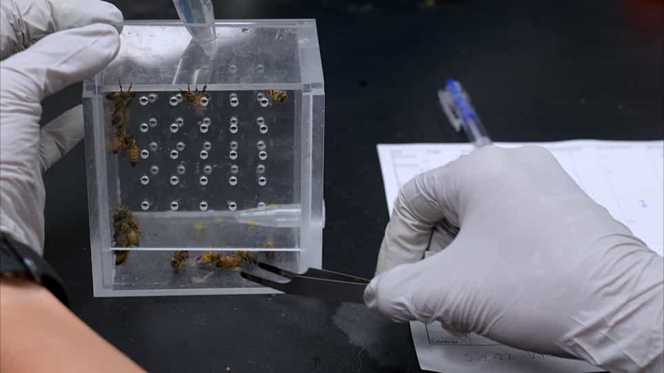 Preparation of Virus-Enriched Inoculum for Oral Infection of Honey Bees Apis mellifera
