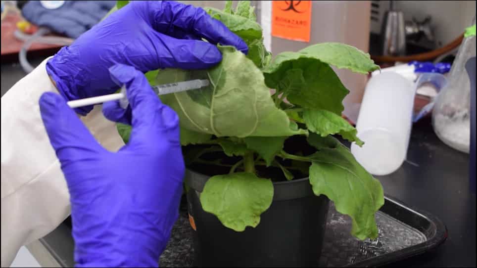 Production of IgG Fusion Proteins Transiently Expressed in Nicotiana benthamiana
