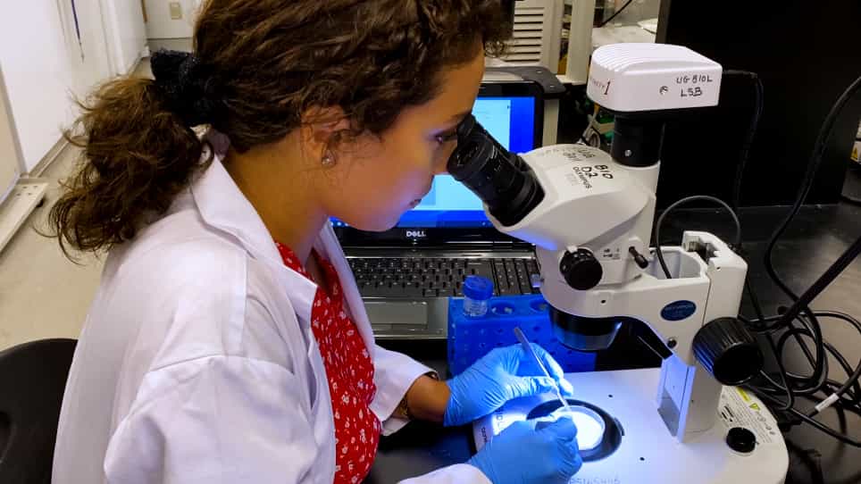 Studying the Activity of Neuropeptides and Other Regulators of the Excretory System in the Adult Mosquito