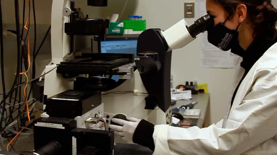 Dissection and Live-Imaging of the Late Embryonic Drosophila Gonad