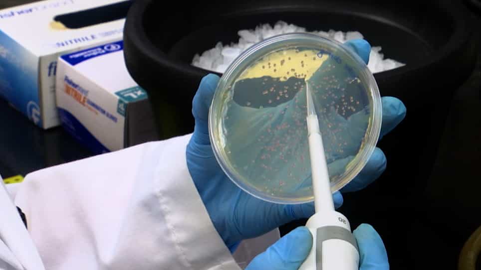 Rapid Assembly of Multi-Gene Constructs using Modular Golden Gate Cloning