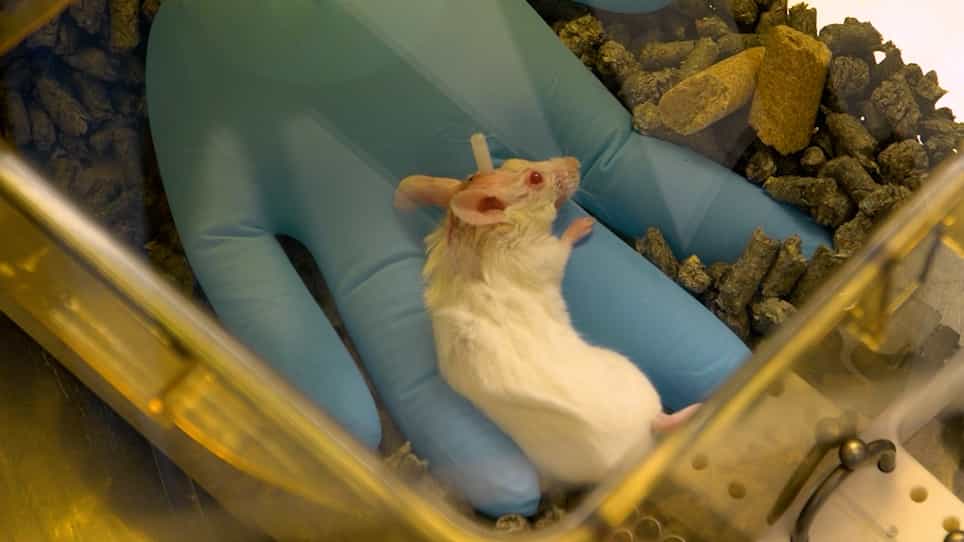 A Murine Ommaya Xenograft Model to Study Direct-Targeted Therapy of Leptomeningeal Disease