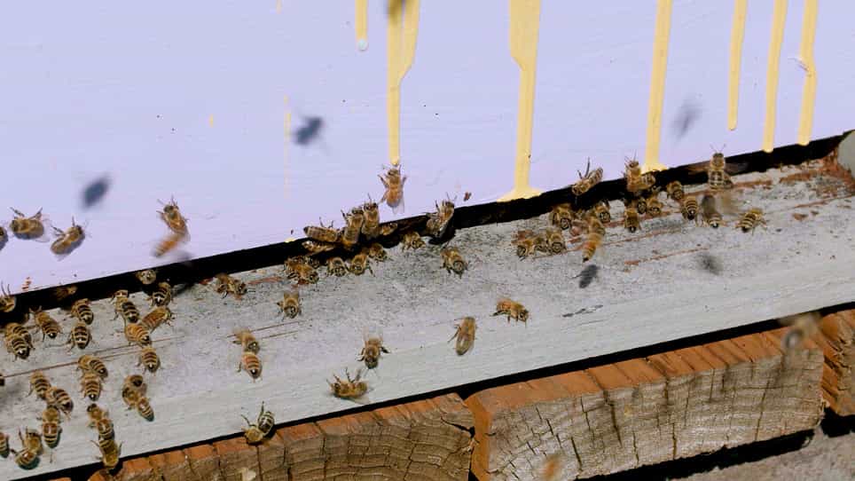 Collection and Identification of Pollen from Honey Bee Colonies
