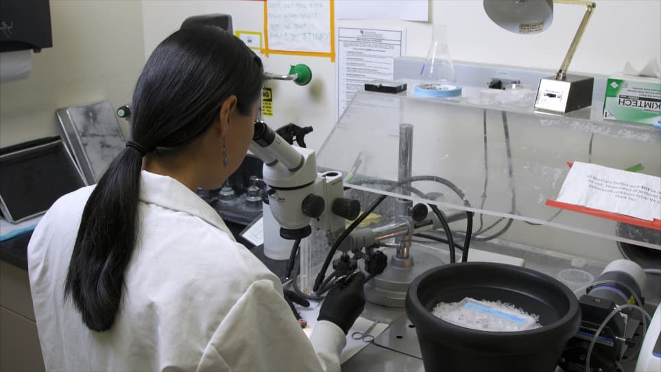 Generation and Culture of Lingual Organoids Derived from Adult Mouse Taste Stem Cells