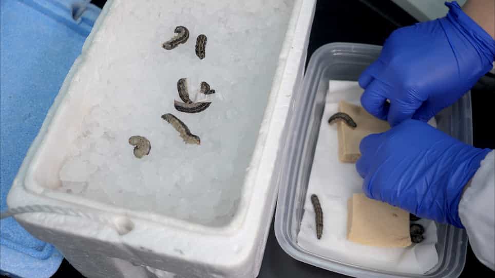 Microsurgical Obstruction of Testes Fusion in Spodoptera litura